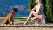 informatii caine boxer