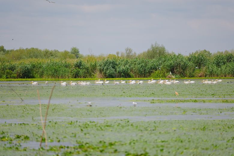 Sâmbătă, de la ora 14:45, în ”ROventura” O călătorie fascinantă la Crișan, în minunata Delta Dunării Sâmbătă, de la ora 14:45, în ”ROventura” O călătorie fascinantă la Crișan, în minunata Delta Dunării