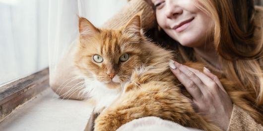 Top 8 rase de pisici care trăiesc mult. Cum să le asiguri o viață lungă și sănătoasă