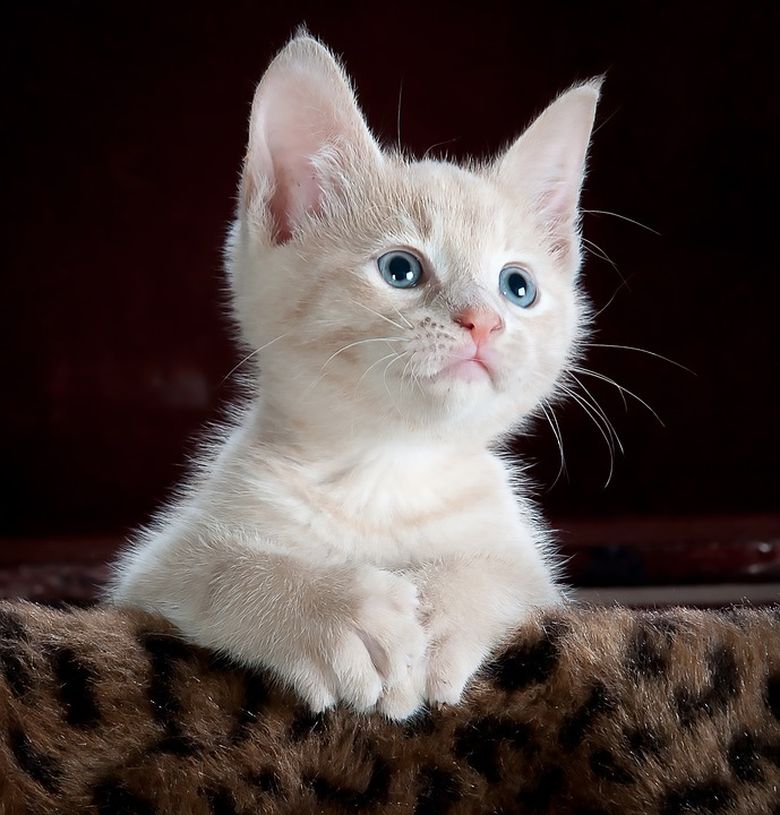 Adopția Animalelor: De Ce Este Alegerea Etică și Benefică pentru Toată Lumea