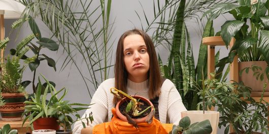 Cum să salvezi o plantă în proces de ofilire