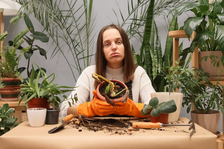 Cum să salvezi o plantă în proces de ofilire
