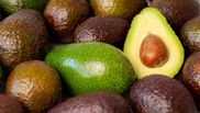 avocado copt