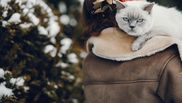 7 motive pentru care felina ta crede că sărbătorile de iarnă îi sunt dedicate