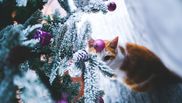 7 motive pentru care felina ta crede că sărbătorile de iarnă îi sunt dedicate
