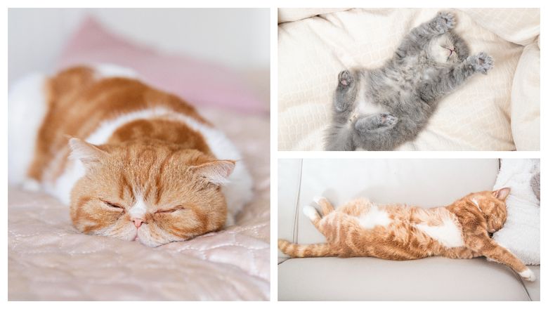 7 motive pentru care pisicile obișnuiesc să doarmă... prea mult! Cel mai întâlnit este numărul 4