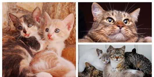 11 lucruri pe care stăpânii pisicilor le fac și pe care felinele nu le plac