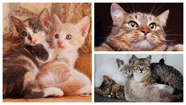 11 lucruri pe care stăpânii pisicilor le fac și pe care felinele nu le plac 11 lucruri pe care stăpânii pisicilor le fac și pe care felinele nu le plac