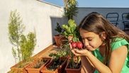 6 legume potrivite pentru propria grădină de pe balcon