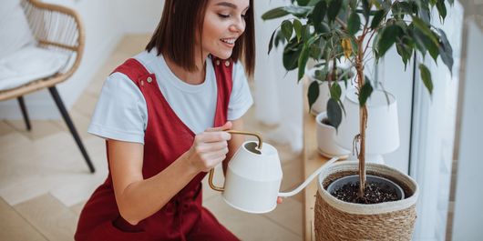 5 plante fructifere pe care să le crești în locuință