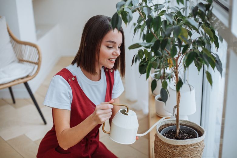 5 plante fructifere pe care să le crești în locuință 5 plante fructifere pe care să le crești în locuință