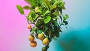 5 plante fructifere pe care să le crești în locuință
