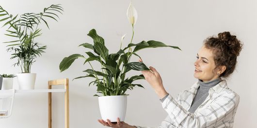 Top 5 plante care te ajută să scapi de țânțari și alte insecte