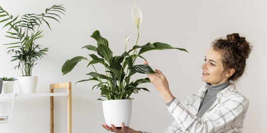 Top 5 plante care te ajută să scapi de țânțari și alte insecte