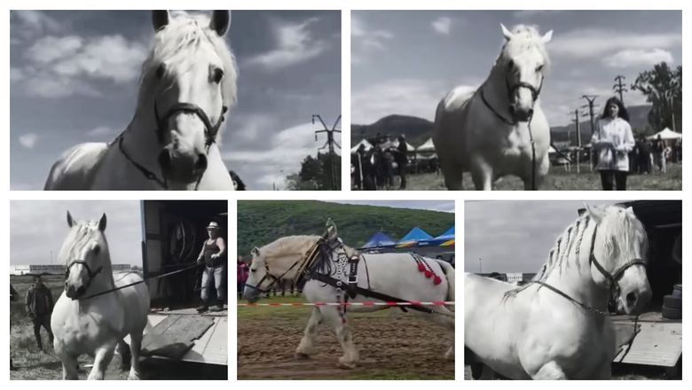 Firul poveștii miraculosului cal alb, Falko! S-a stins la scurt timp după ce a încheiat o competiție în care a tras din greu... la propriu