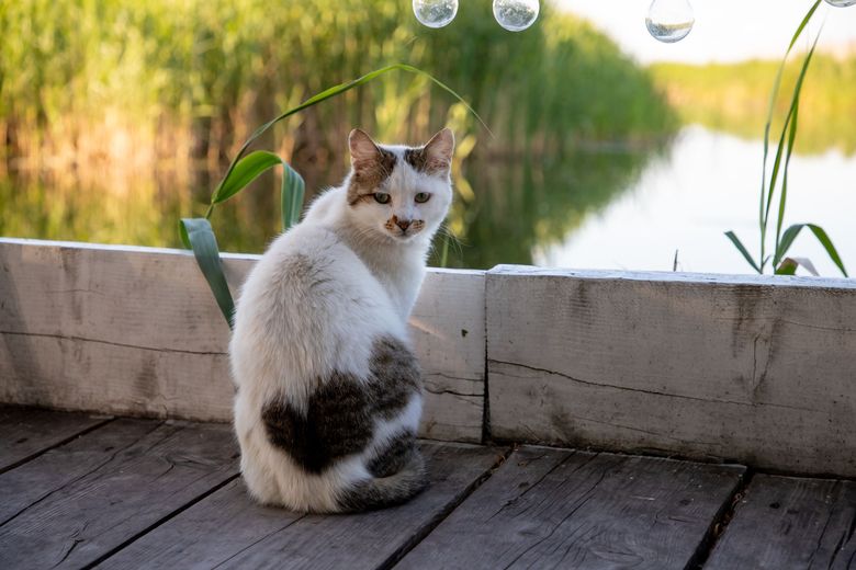 Sâmbătă, de la ora 14:45, în ”ROventura”, Delta Dunării, tărâmul îmbrățișat de ape