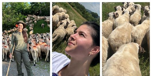 Geta Sterp a pierdut berbecii de câteva zile! Ce a făcut tânăra până să îi găsească pe câmp. “Tot răul spre bine.”