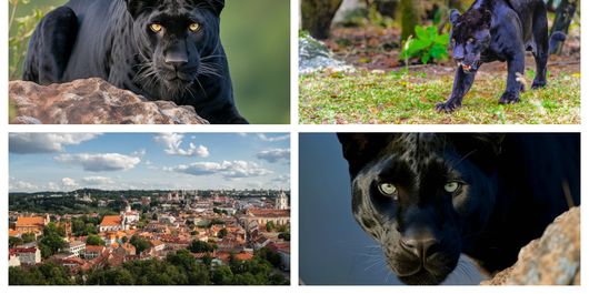 Ce au spus românii din Giurgiu când au auzit că o panteră neagră a venit din Bulgaria. 