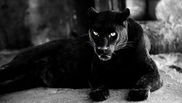 pantera