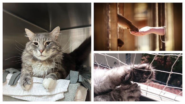 Povestea lui Art, o pisică bătrână, care a fost adusă înapoi la adăpost după adopție. Motivul de necrezut pentru care s-a întâmplat asta