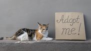 Pisici adopție