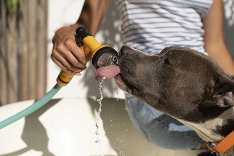 Cum îți protejezi animalele de companie de caniculă. De ce nu trebuie să-ți lași niciodată animalul în mașină vara