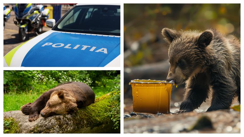 Ce se va întâmpla de acum înainte cu persoanele care hrănesc urșii pe marginea drumului? S-a hotărât!