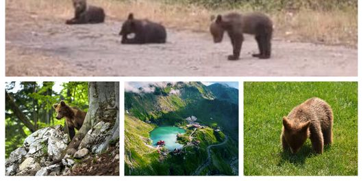 FOTO Vești bune! S-a găsit un pui de urs din cei 3 ai ursoaicei de pe Transfăgărășan! Ce urmează să se întâmple cu acesta?