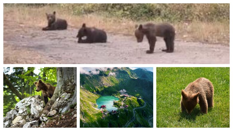 FOTO Vești bune! S-a găsit un pui de urs din cei 3 ai ursoaicei de pe Transfăgărășan! Ce urmează să se întâmple cu acesta?