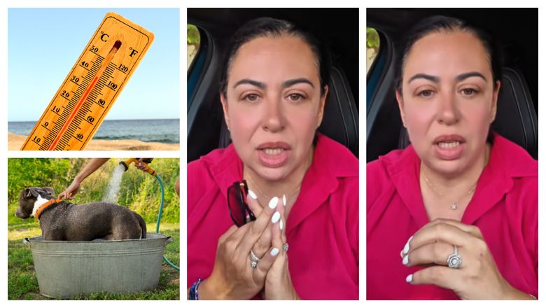 Oana Roman trage un semnal de alarmă cu privire la grija pentru animale, în aceste zile caniculare! 