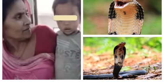 Salvare miraculoasă pentru un băiețel de doi ani, după ce o cobră i s-a încolăcit de mâini. Acesta a mușcat șarpele pentru a scăpa