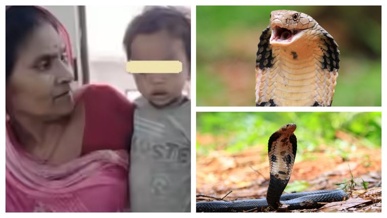 Salvare miraculoasă pentru un băiețel de doi ani, după ce o cobră i s-a încolăcit de mâini. Acesta a mușcat șarpele pentru a scăpa