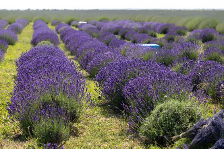 Sâmbătă, de la ora 14:45, în ”ROventura”,  Vrancea, un tărâm de basm cu parfum de lavandă