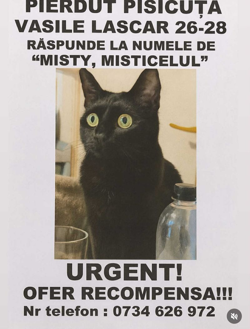 Pisică-Ozana Barabancea