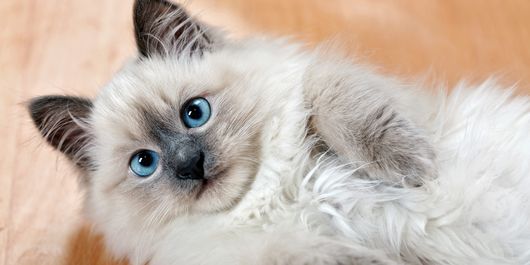 Ce înseamnă MIAU: nașterea unei relații, dar și a unei campanii pentru primul sanctuar pentru pisici din țară