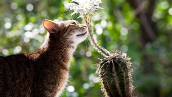 Plante toxice pentru animalele de companie. Îndepărtează-le rapid și păstrează-ți animalele în siguranță