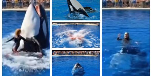 FOTO Momentul șocant în care o tânără este omorâtă de orca pe care a antrenat-o ani întregi! Imaginile fac înconjurul lumii