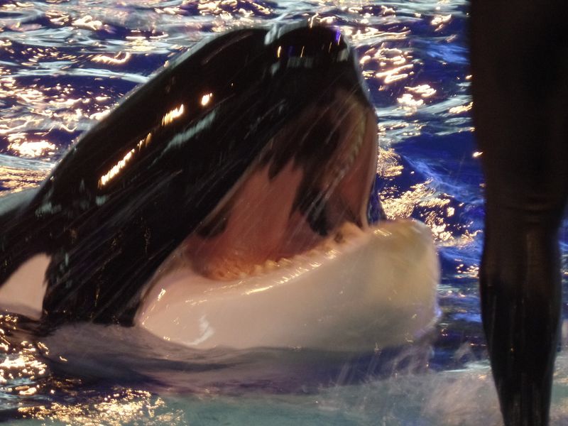 Dresoare ucisă de orcă