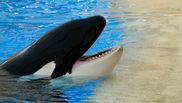 Dresoare ucisă de orcă