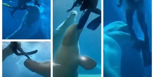 Atac violent într-un acvariu din China. O balenă beluga a sărit asupra a doi scafandri, iar totul s-a petrecut sub privirile spectatorilor