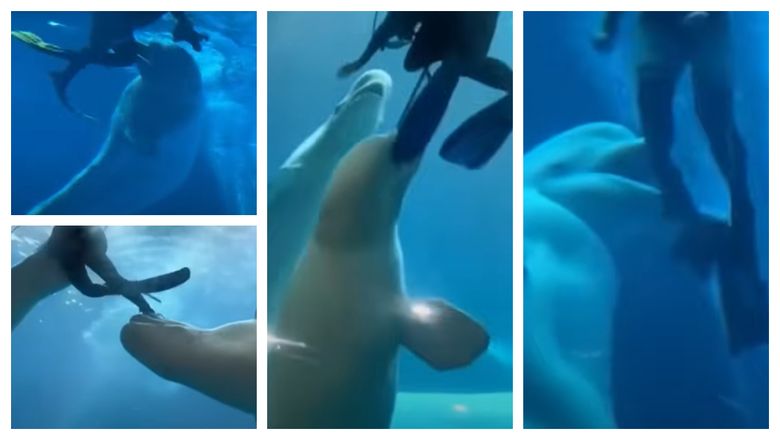 Atac violent într-un acvariu din China. O balenă beluga a sărit asupra a doi scafandri, iar totul s-a petrecut sub privirile spectatorilor