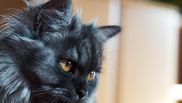 Pisica – un companion care aduce liniște și iubire în fiecare zi