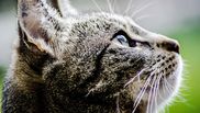 Pisica – un companion care aduce liniște și iubire în fiecare zi