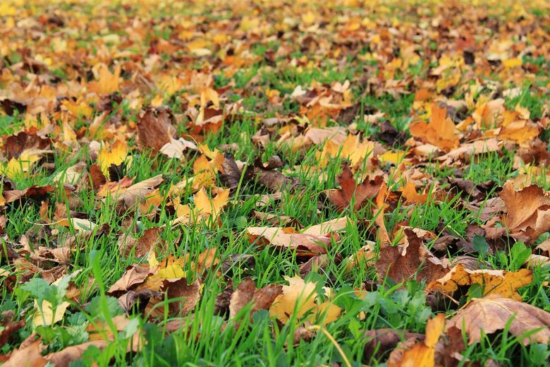 Toamna în București – locuri unde frunzele dansează și sufletul se liniștește