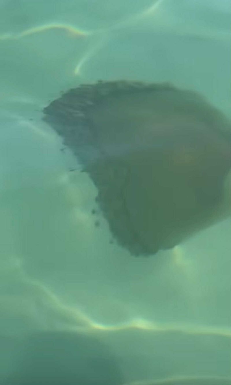 Meduza filmată de Cristina Șișcanu