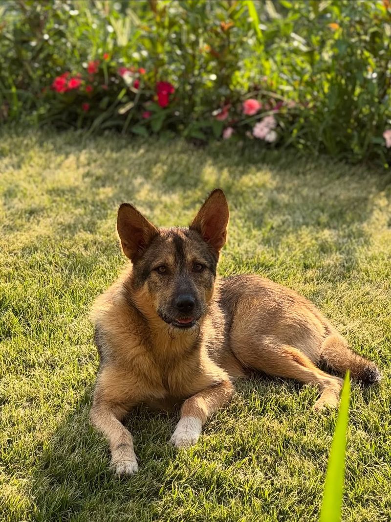 Dogman a apărut la poarta Adelei Popescu