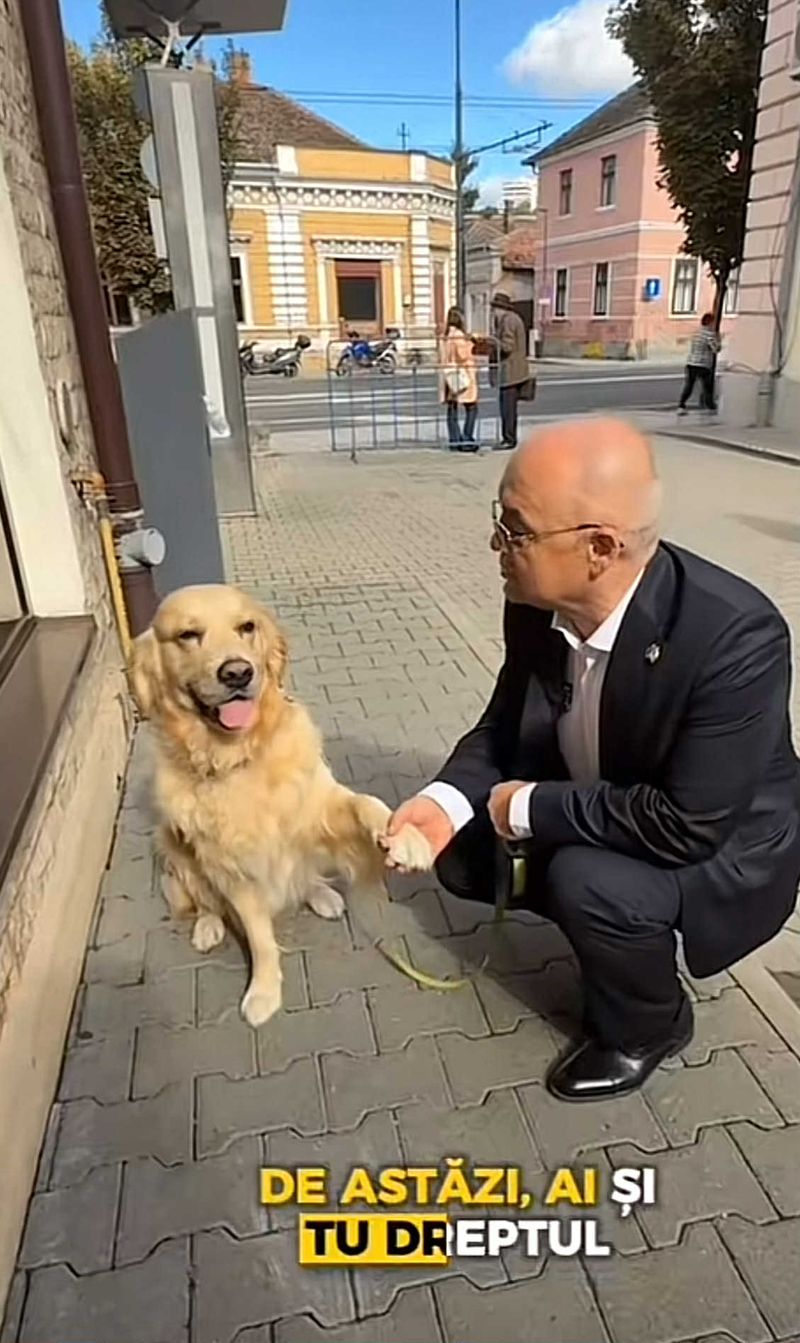 Animale de companie &icirc;n primărie