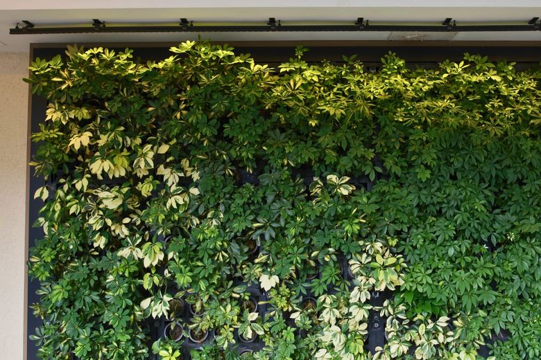 (P) Cum să creezi un perete verde în grădină sau pe terasă