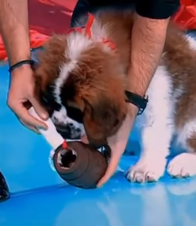 C&acirc;inele lui Florin Piersic