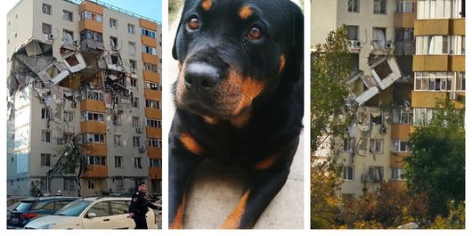 Câinele care și-a păzit apartamentul, după explozia de pe Calea Rahovei! Patrupedul a refuzat să își părăsească locuința: „Cățelul n-a vrut să vină.”
